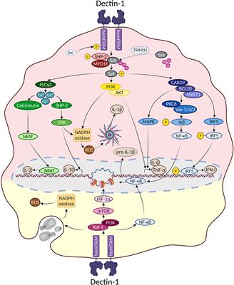 Dectin-1 Signaling Update: New Perspectives for Trained Immunity